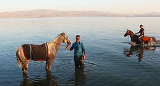 Atlar Van Gölü'nde yarışa hazırlanıyor