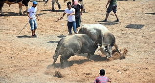 Bodrum Karaova'da boğa festivali