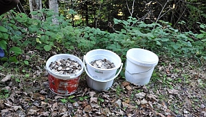 Mantar yerine para topladılar