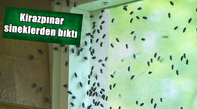 Sİnekler canından bezdirdi