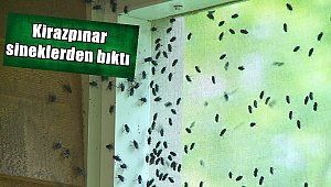 Sİnekler canından bezdirdi