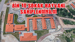 2016’da bin 10 sokak hayvanı yuvaya kavuştu