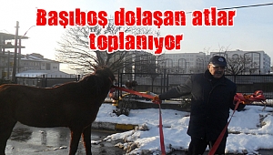 Başıboş dolaşan atlar toplanıyor