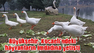 Büyükşehir, Kocaeli’ndeki hayvanların imdadına yetişti