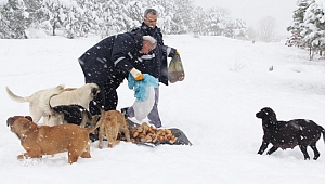 Çayırova Belediyesi’nden sokak hayvanlarına yardım
