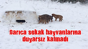 Darıca Belediyesi sokak hayvanlarına duyarsız kalmadı