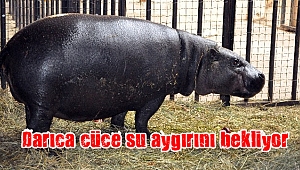 Darıca cüce su aygırını bekliyor