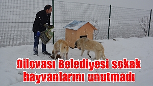 Dilovası Belediyesi sokak hayvanlarını unutmadı