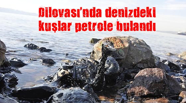 Dilovası’nda denizdeki kuşlar petrole bulandı