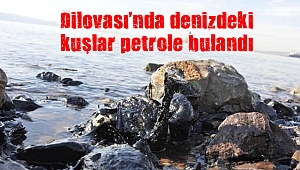 Dilovası’nda denizdeki kuşlar petrole bulandı