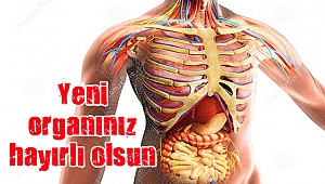 İnsan vücudunda yeni bir organ bulundu