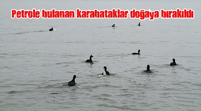 Petrole bulanan karabataklar doğaya bırakıldı