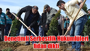 Denetimli Serbestlik Hükümlüleri fidan dikti