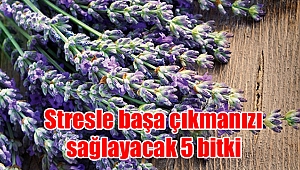 Stresle başa çıkmanızı sağlayacak 5 bitki
