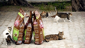 Kedilere mama alma koşuluyla hapisten kurtuldu