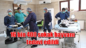 16 bin 400 sokak hayvanı tedavi edildi