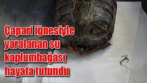 Çapari iğnesiyle yaralanan su kaplumbağası hayata tutundu