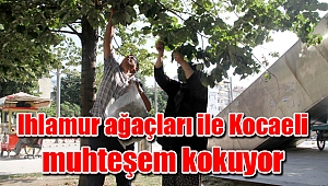 Ihlamur ağaçları ile Kocaeli muhteşem kokuyor