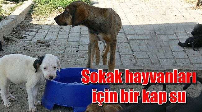 Sokak hayvanları için bir kap su