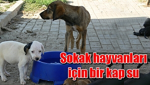 Sokak hayvanları için bir kap su