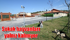 Sokak hayvanları yalnız kalmıyor