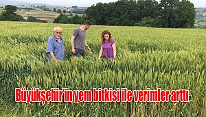 Büyükşehir’in yem bitkisi ile verimler arttı