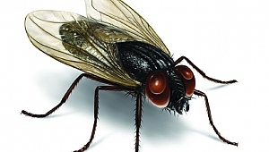 Et yiyen örümcekler zararsızdır