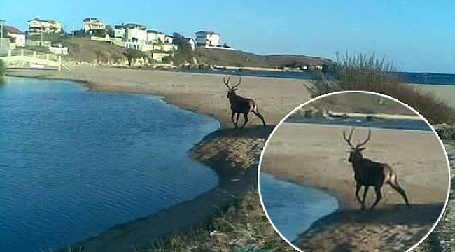 Kandıra’da plaja geyik indi