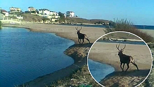 Kandıra’da plaja geyik indi