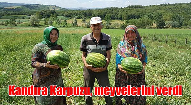 Kandıra Karpuzu, meyvelerini verdi