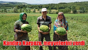 Kandıra Karpuzu, meyvelerini verdi
