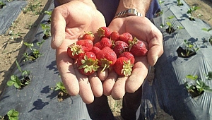 Büyükşehir’den yüzde elli hibeli çilek fidesi