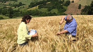 Büyükşehir’den çiftçiye tohum desteği