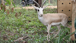 Doğal Yaşam Parkı’nın nüfusu artıyor