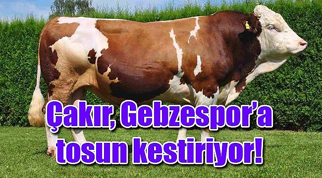 Çakır, Gebzespor için tosun kestirdi