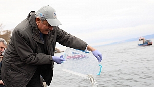 Körfez’e 6 bin balık salındı