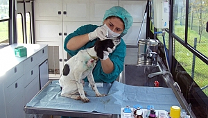 Büyükşehir’den 2017 yılında, 5 bin 500 hayvana Şefkat eli