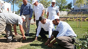 Darıca'yı yeşile boyadılar
