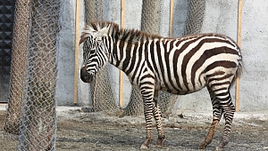 Avrupa’nın en büyük doğal yaşam parkı Kocaeli’de