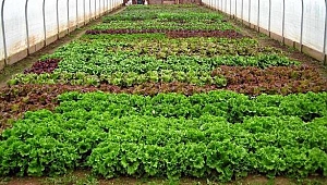 'Çöp'ten sağlanan enerjiyle domates yetiştiriyorlar