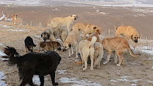 Hayvanlara eziyet edene hapis cezası
