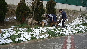 Kar yağsa da sokak hayvanları aç kalmıyor
