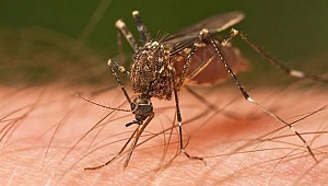 Zika virüsünü taşıyan sinekler Türkiye'de