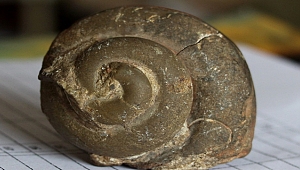 Giresun'da 65 milyon yıllık ammonit fosili bulundu