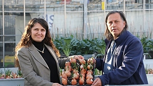 Hibrit soğan üretildi