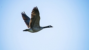 Kaz avlayan adamın kafasına kaz düştü