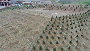 40 bin metrekare alan ağaçlandırıldı