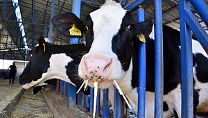 Aldığımız inekler öldü geçmiş olsun!