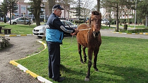 Başıboş atlar toplanıyor