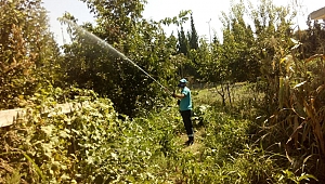 Çam Kese Böceği’ne karşı ilaçlama